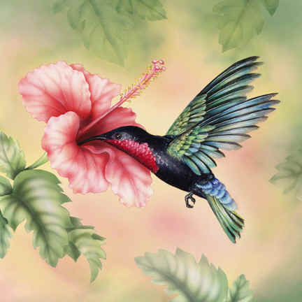 picaflor hummingbird